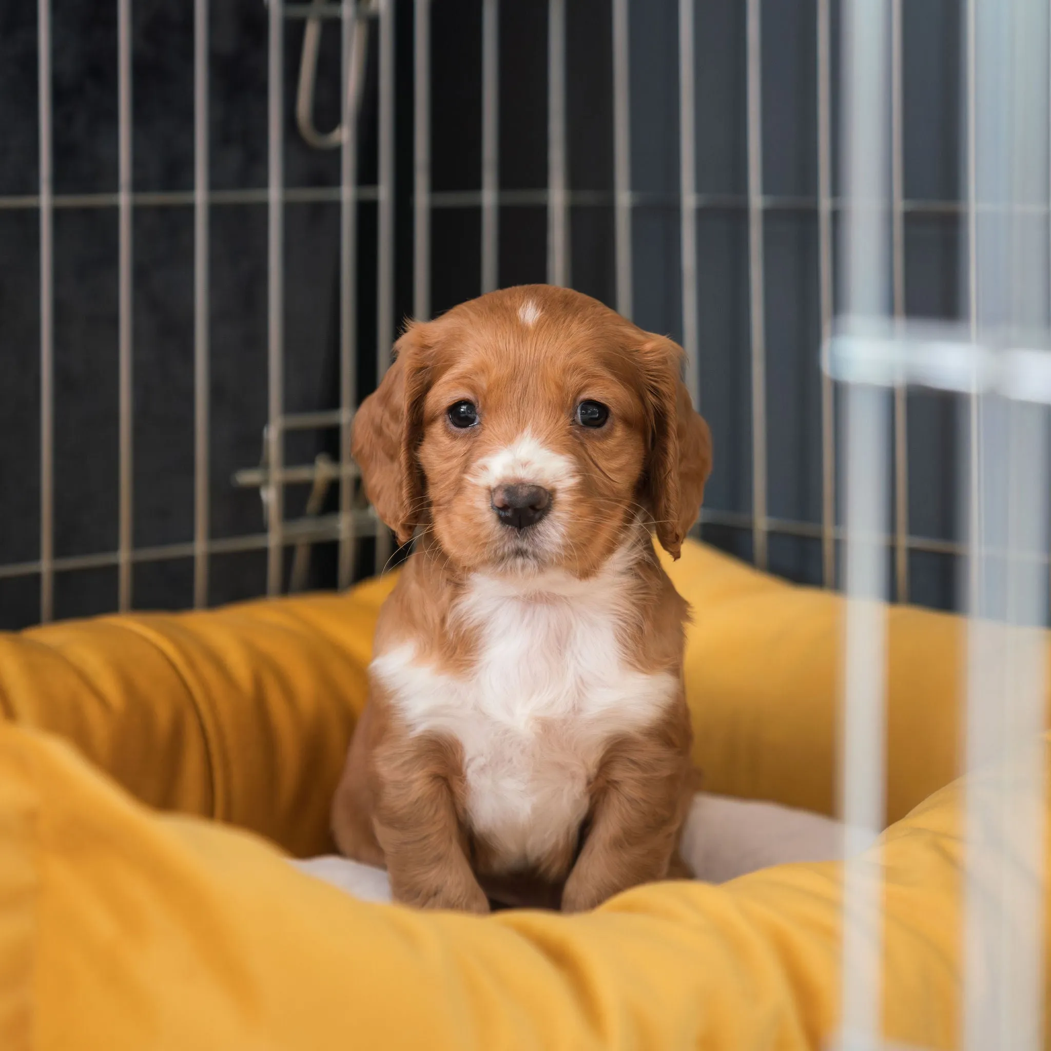 Cosy & Calming Puppy Crate Bed With Removable Covers In Saffron Velvet by Lords & Labradors