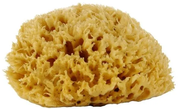 Dynamic Natural Sea Sponge.